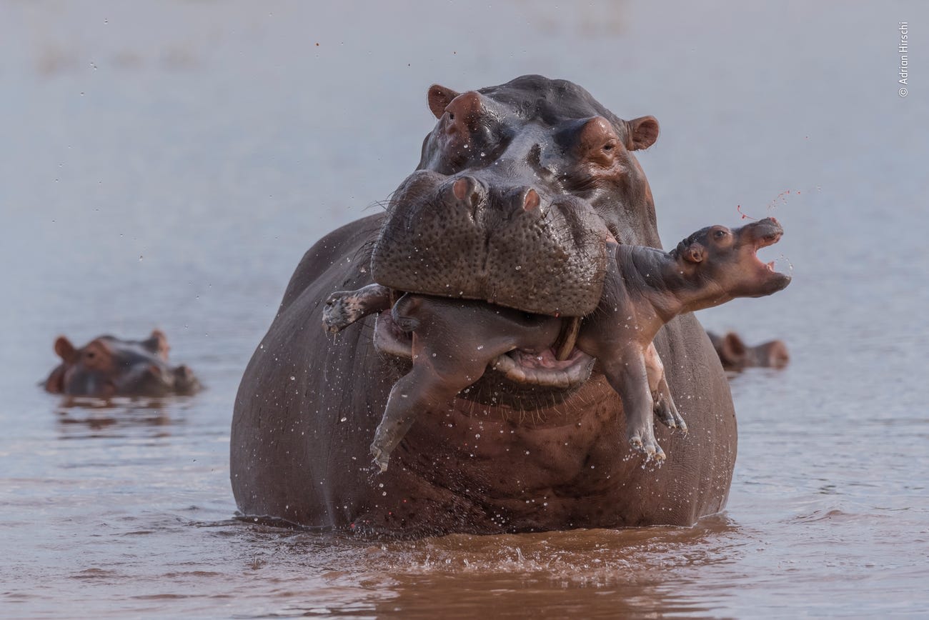 Baby hippo being crushed to death by an aggressively territorial male hippo.