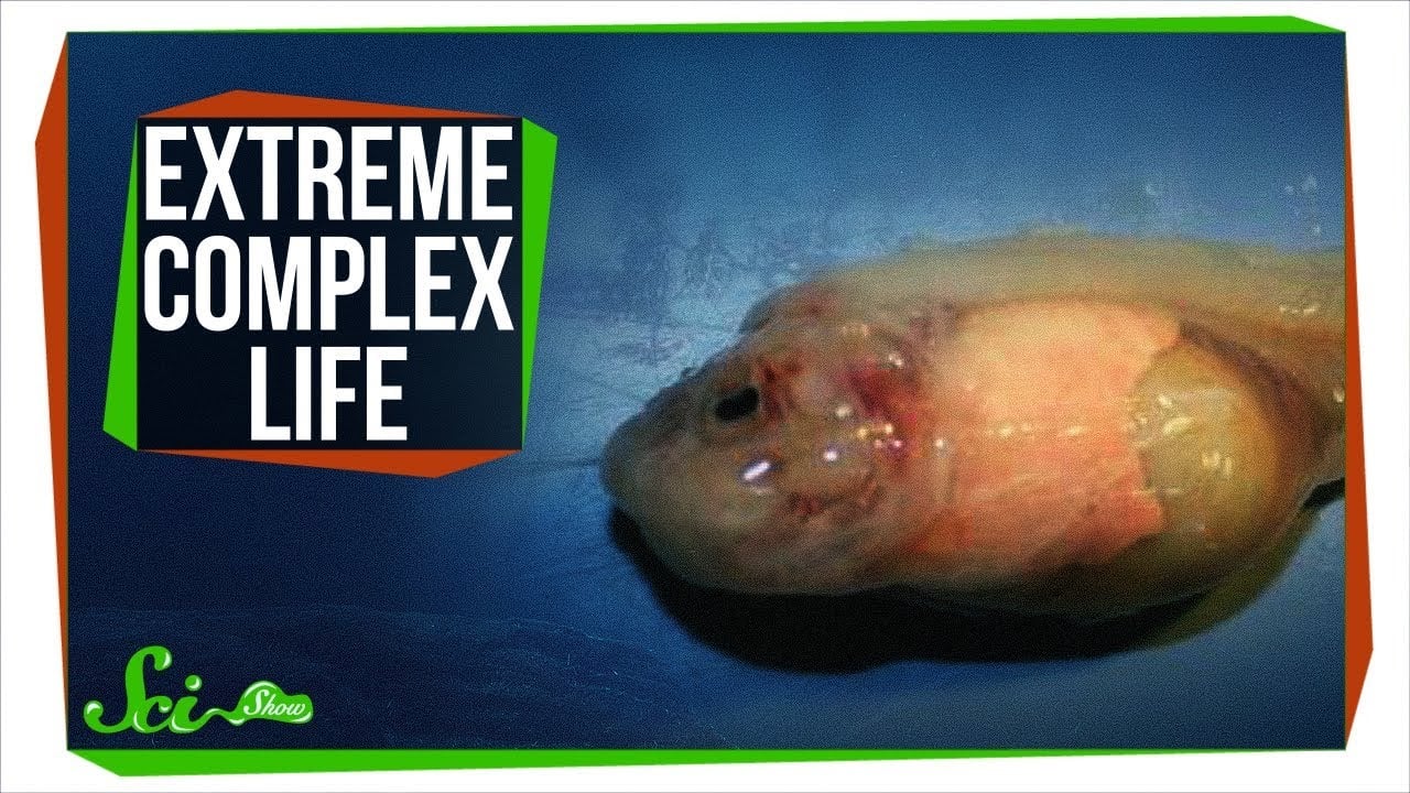 The Most Extreme Complex Life in the World