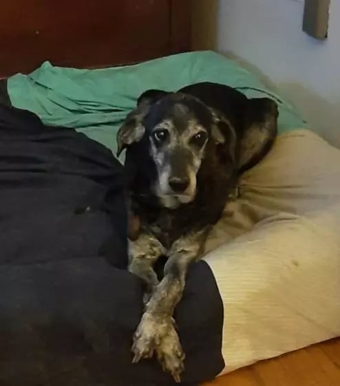 [RIP] Maggie Jo Mount Cur 9 years old