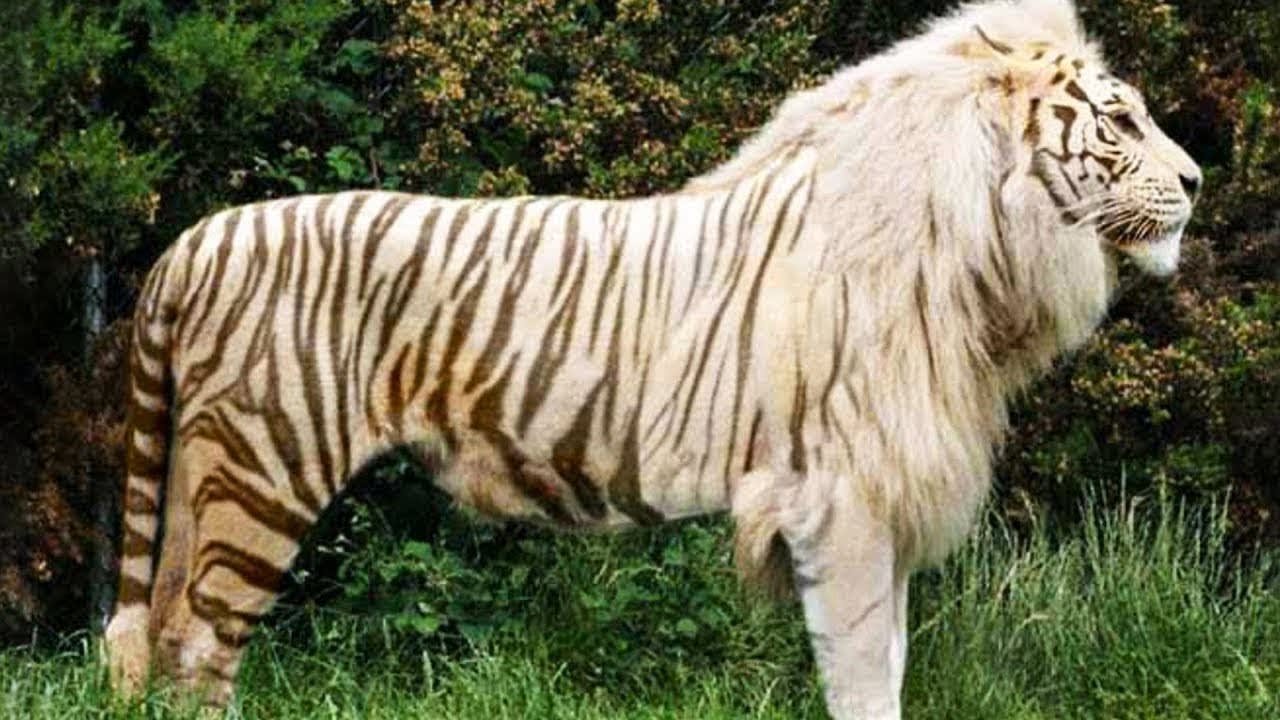 10 Awesome Hybrid Animals That Actually Exist