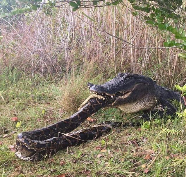 An American alligator does its part to help curb the invasive population of Burmese pythons in Florida.