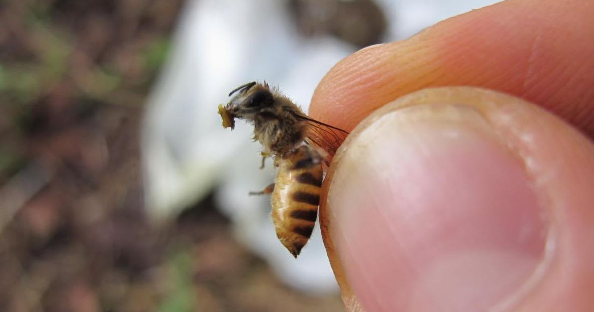 Honeybees use poop as a defense against deadly murder hornets