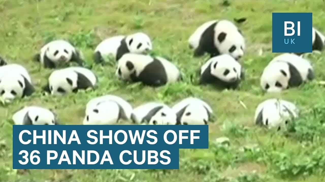 Chinese zoo shows off 36 adorable giant panda cubs