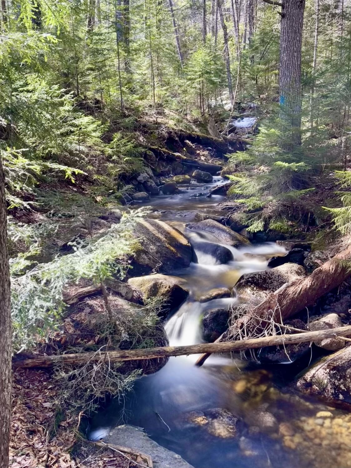 A little creek off the Arethusa Falls trail, New Hampshire, USA