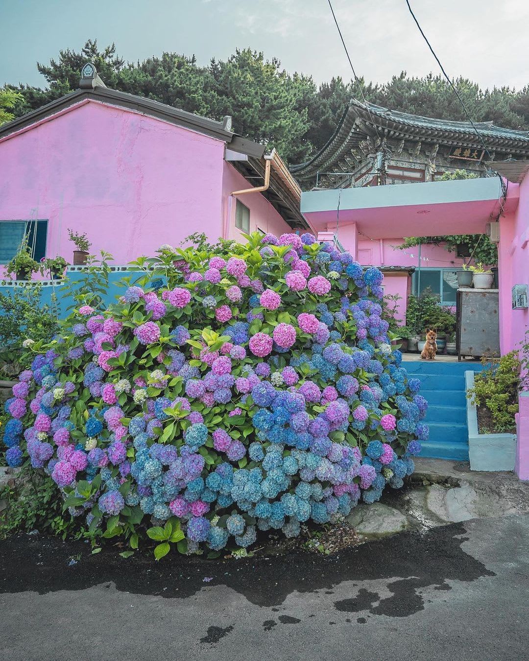 Shrub full of lush hydrangea blossoms in front of a pink home in Yeongdo Island, Busan, South Korea.