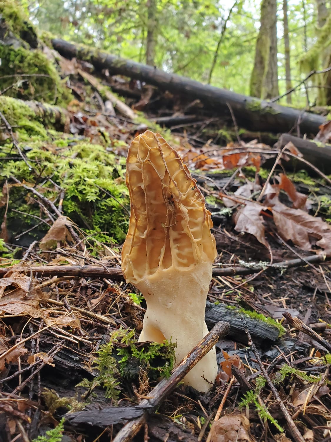 The holy grail of mushrooms, the elusive morel. They grow anywhere, just not everywhere!