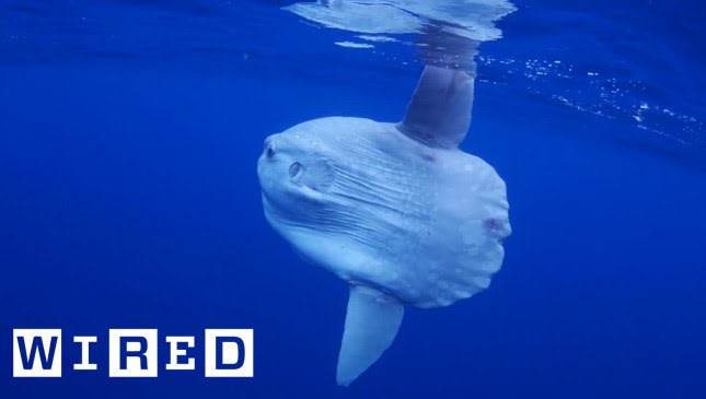 Absurd Creatures | Pucker Up with the Truck-Sized Ocean Sunfish
