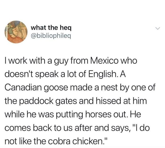 Cobra chicken | Tumblr funny, Funny quotes, Funny
