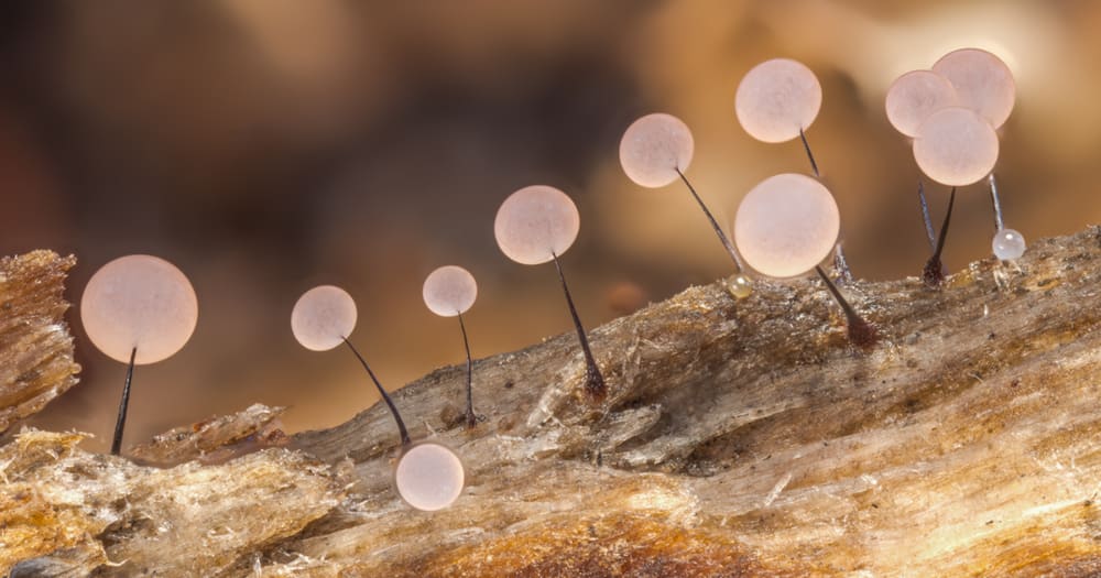 Photographer Takes Extreme Macro Photos To Show How Mesmerizing Mushrooms Can Be