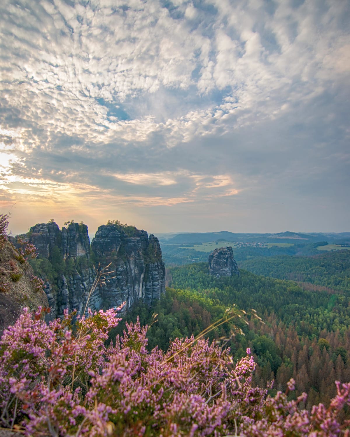 Heather overlooking Elbe Sandstone Mountains in Saxony, Germany