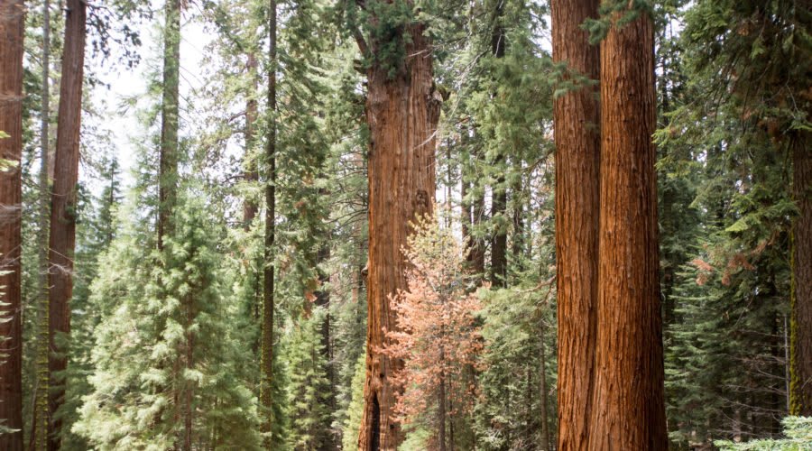 Sequoia National Park Will Soon Have Cell Service: But not everyone is happy about it.