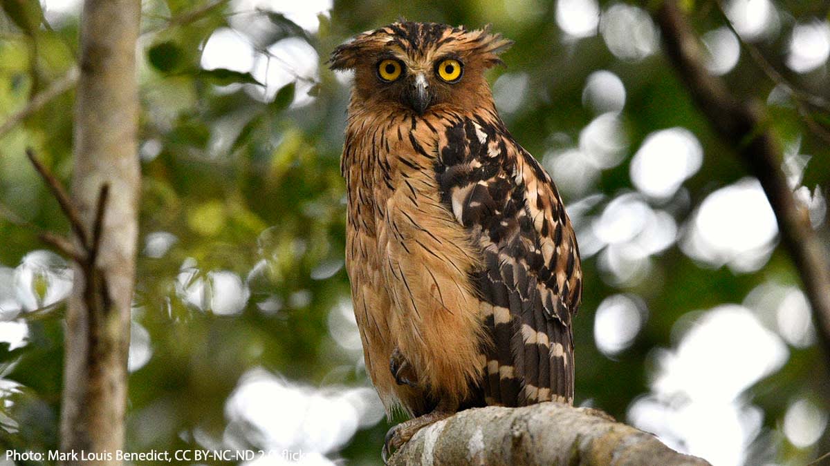 The sudden realization that it’s nearing the end of July might have you relating to this Buffy Fish Owl.😮 It lives in tropical forests, usually close to water, in parts of Southeast Asia including Burma, & Laos. Some of its favorite foods include fish, frogs, & crustaceans!