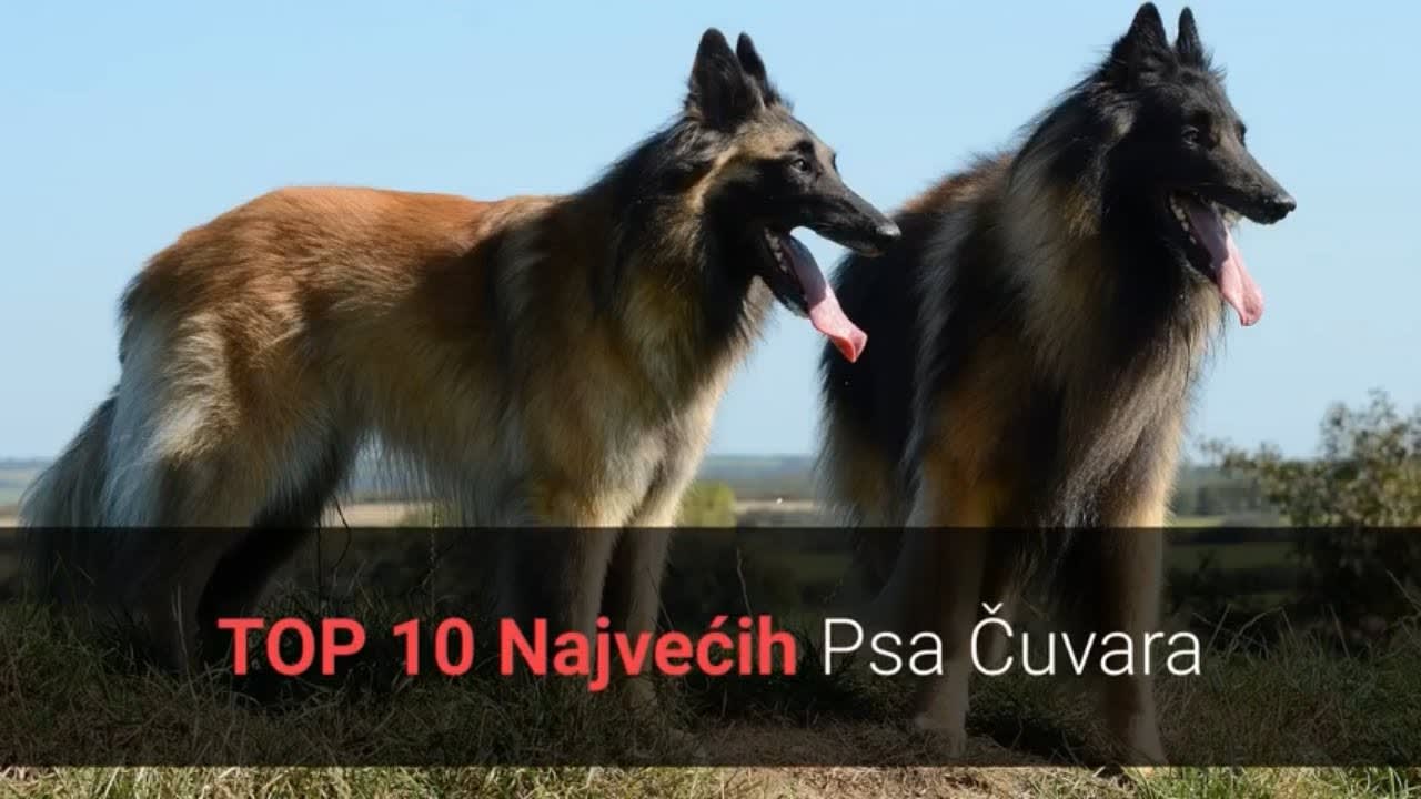 pic mog velikog kuraca