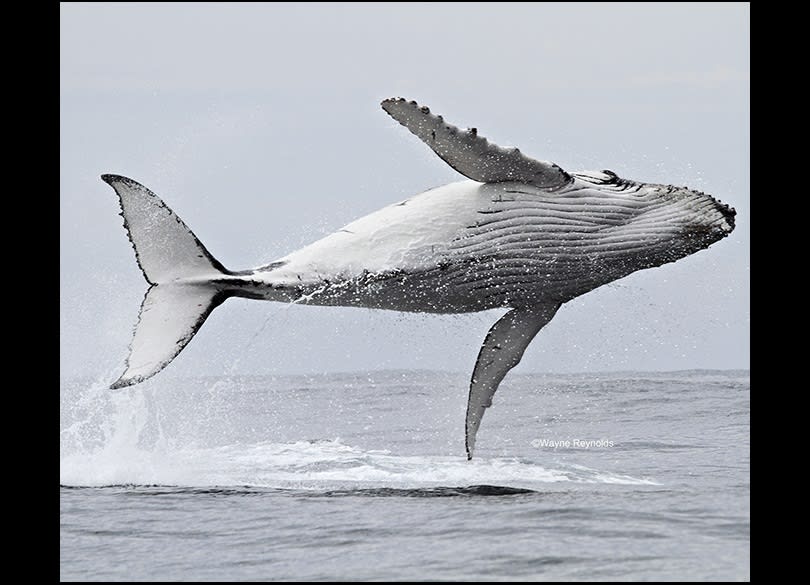 A whale needs to swim at least 18 mph to get 90% of its body out of the water; this humpback whale was calculated to be travelling appreciably faster, nearly 30 mph, to have become completely airborne, according to biologists. An orca's top speed has been recorded at 34.8 mph.