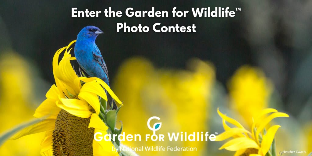 Wildlife photography inspires many to GardenForWildlife & create wildlife habitat in backyards, community gardens, & places of worship. Enter your close-up photo of plants and their wildlife visitors in the @Garden4Wildlife Photo Contest today! →