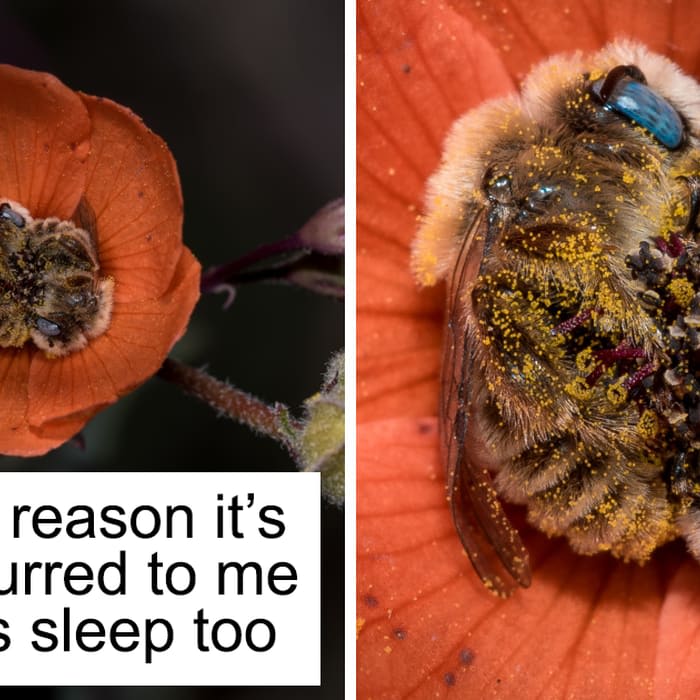 Mix · Turns Out, There’s A Bee Species That Sleep In Flowers And It’s