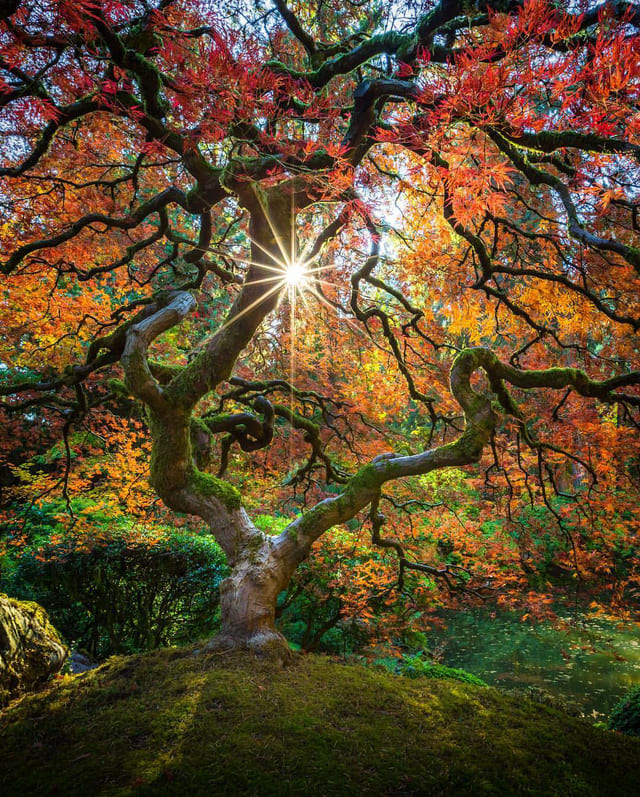 Fall colours in Japanese Garden, Portland, Oregon
