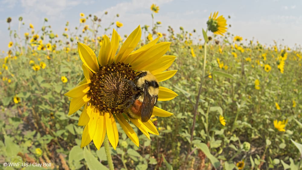 This week the United States is celebrating National Wildflower Week! Gardening with native plants is the best way to create natural, interconnected corridors for a whole host of wildlife. Get started today on planting wildflowers native to your region: