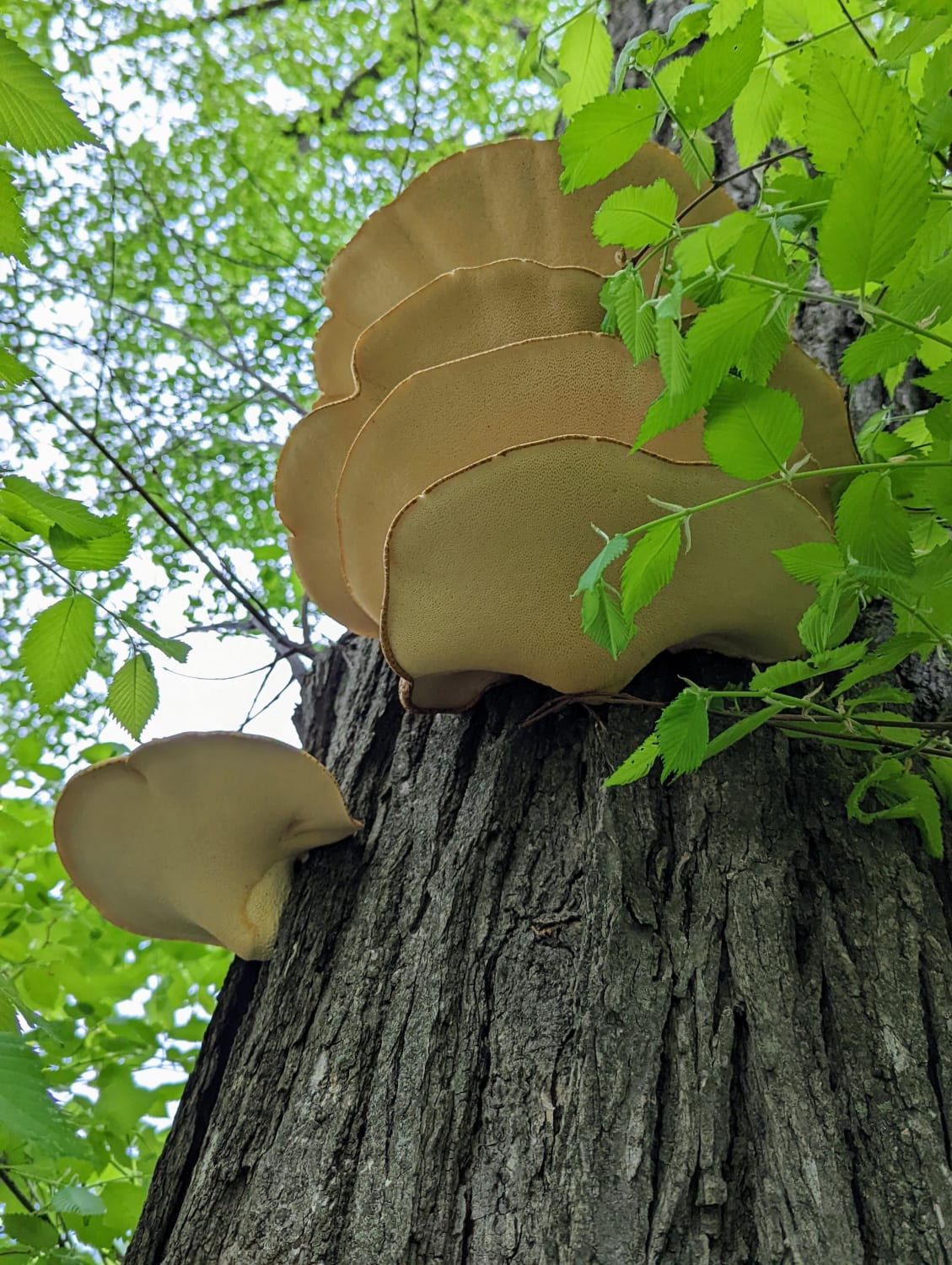 Dryad’s Saddle? Some kind of bracket fungus anyway. Grant Park, Chicago