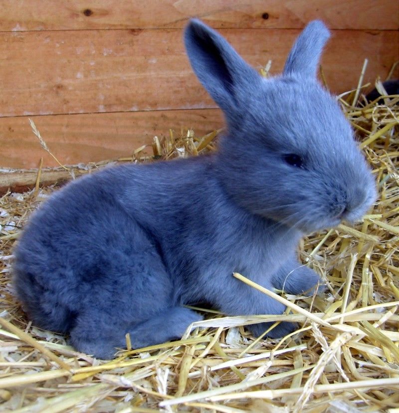 Blue American Rabbit. Developed in 1917 by Lewis Salisbury (who never revealed the breeds that were used to create the color).