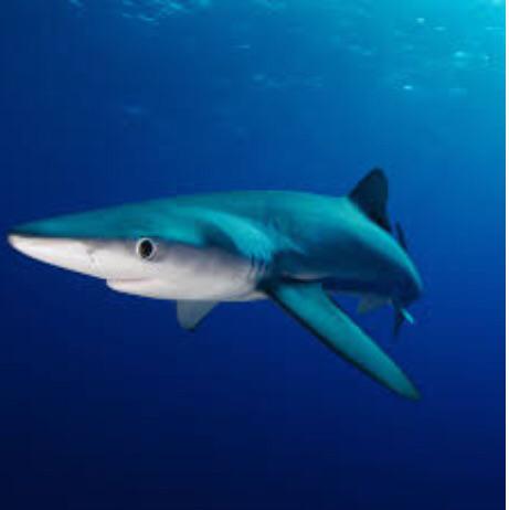The blue sharks to 13ft long. Young blue sharks are preyed upon by larger pelagic predators. White sharks and shortfin mako sharks are a few of the animals that prey on adult blue sharks.