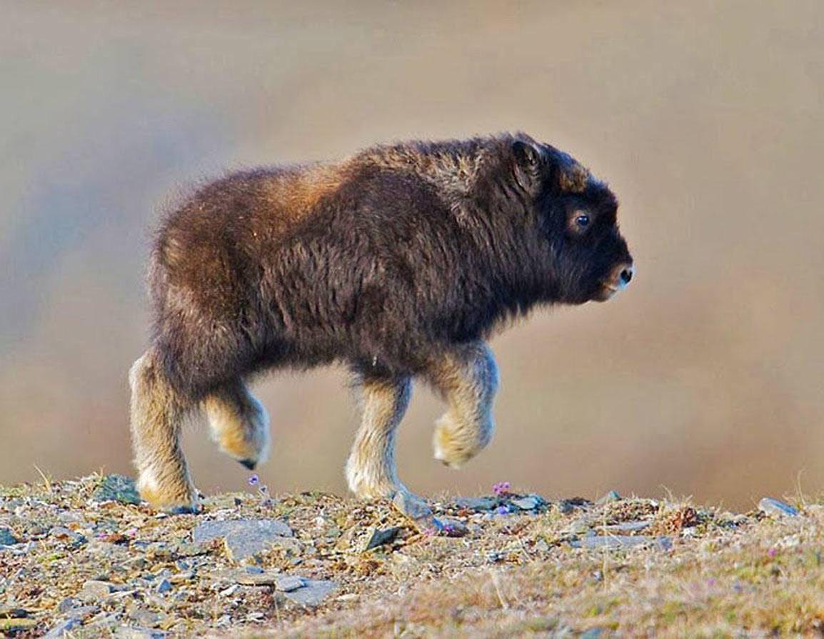 A baby bison.