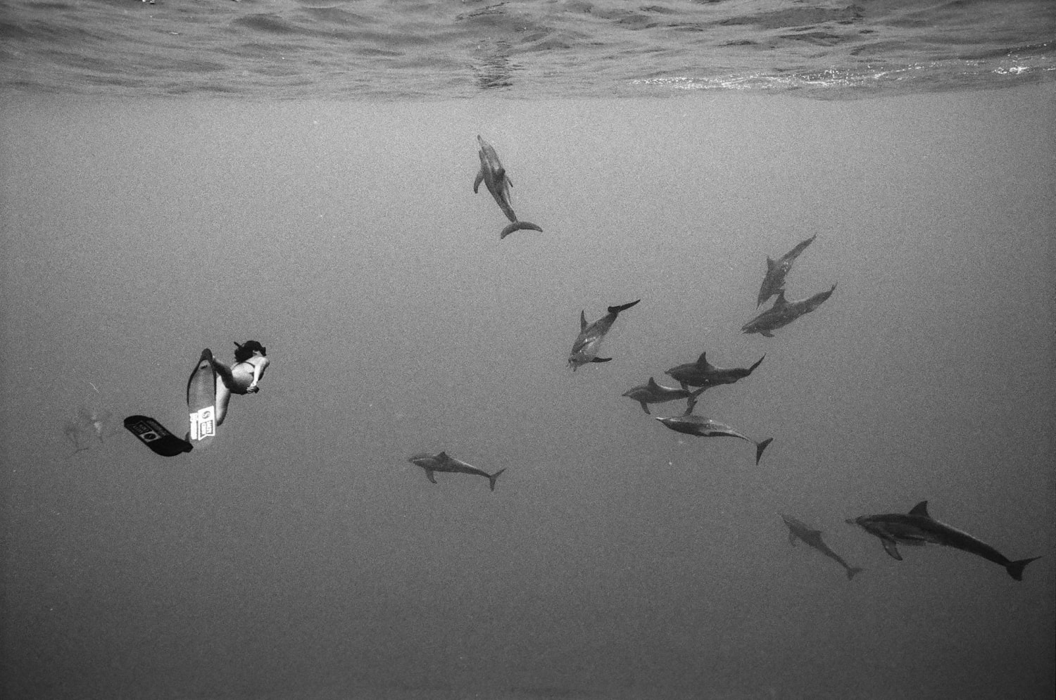 We were miles offshore when we saw fins in the water. Turned out to be a pod of rough tooth dolphins, and they were swimming with such wild crazy energy - one of my favorite things I have seen out there! Nikonos v / hp5.