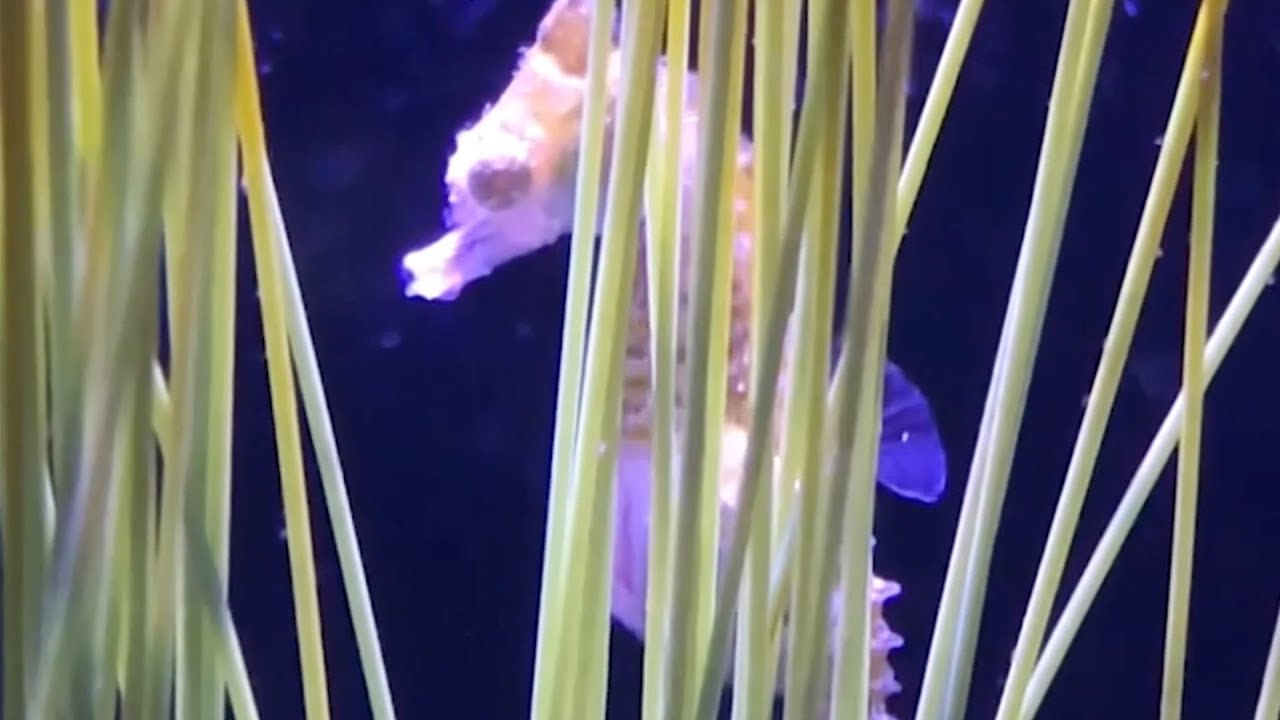 Male Dwarf Seahorse Gives Birth to 9 Babies #shorts