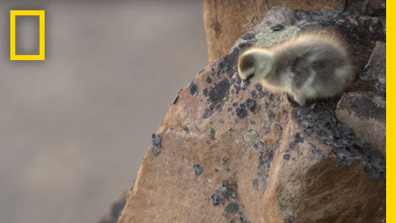 Arctic Geese Chicks Jump Off Cliff to Survive | Hostile Planet