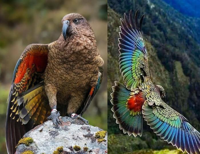 Kea is the only mountain parrot in the world