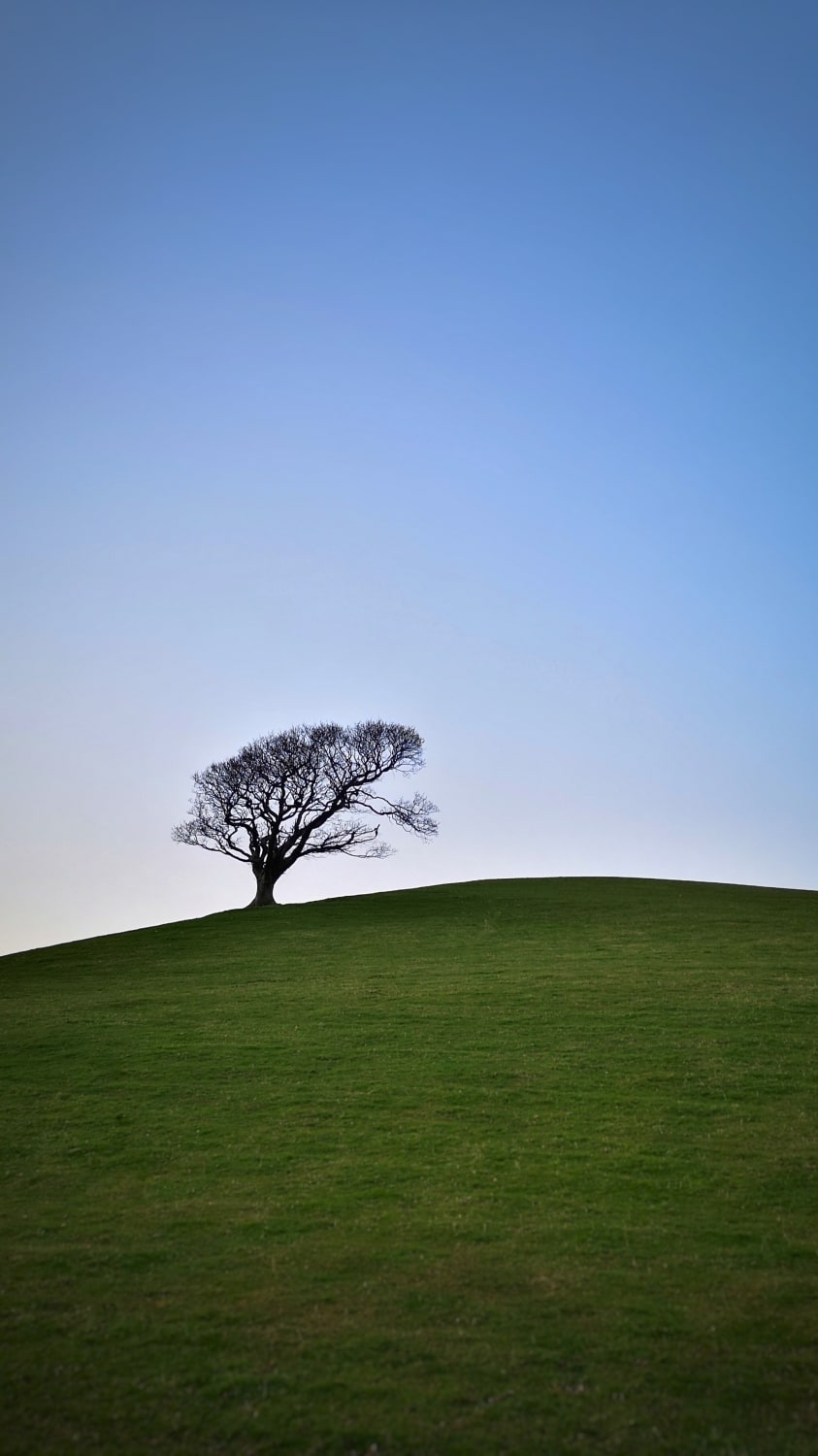 Lone tree, Wales UK