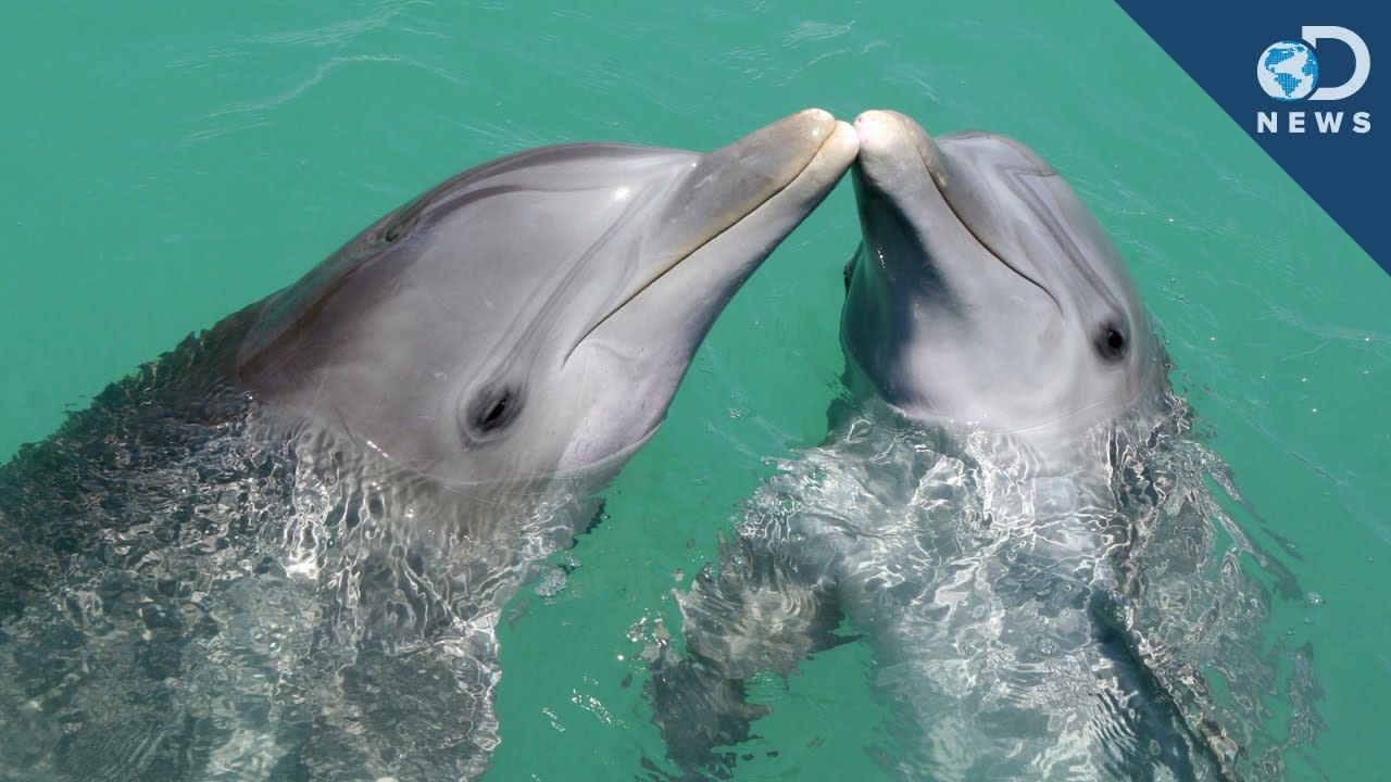 Dolphins Give Each Other Unique Names