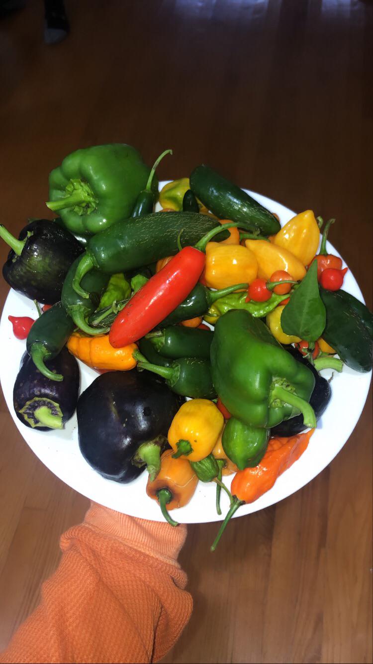 Plate full of peppers picked from my dad’s garden! Green, purple bell, serrano, habanero, jalapeño, ghost, and Hungarian wax peppers