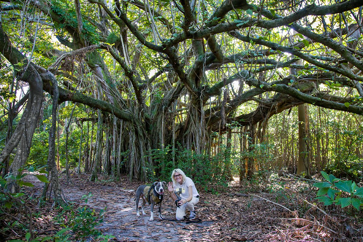 In our Fort Lauderdale, Florida LIVE Exploring Hugh Taylor Birch State Park & Intracoastal Waterway we walk with our dog Hudson on an adventure to see an oasis of the last Tropical Maritime Hammock in South Florida. Full video: