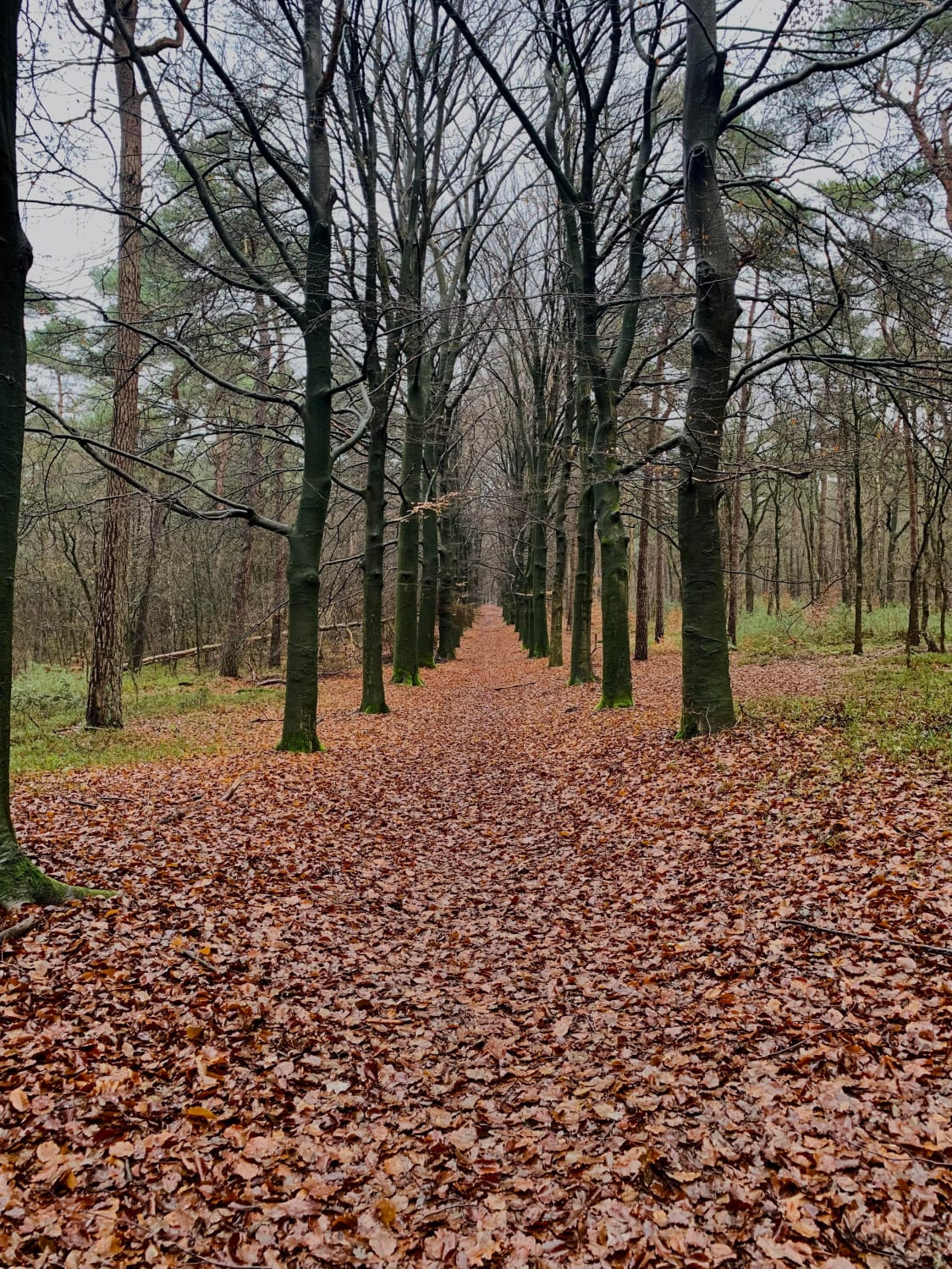 Hiking in the Netherlands - The Pyramid of Austerlitz at Mollebos/Utrecht