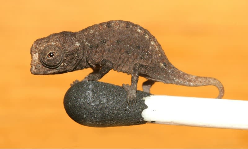 Discovered in 2012 on Madagascar, Brookesia micra is one of the smallest reptiles in the world! An adult grows to be just over 1 in (2.5 cm) long, and a juvenile can fit on the head of a match (as pictured). [📸: Frank Glaw, Jörn Köhler, Ted M. Townsend, Miguel Vences | PLoS ONE]
