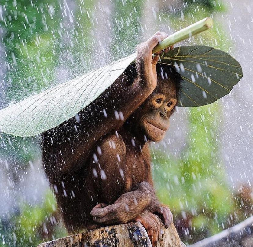 a young orangutan using a leaf as shelter from the rain