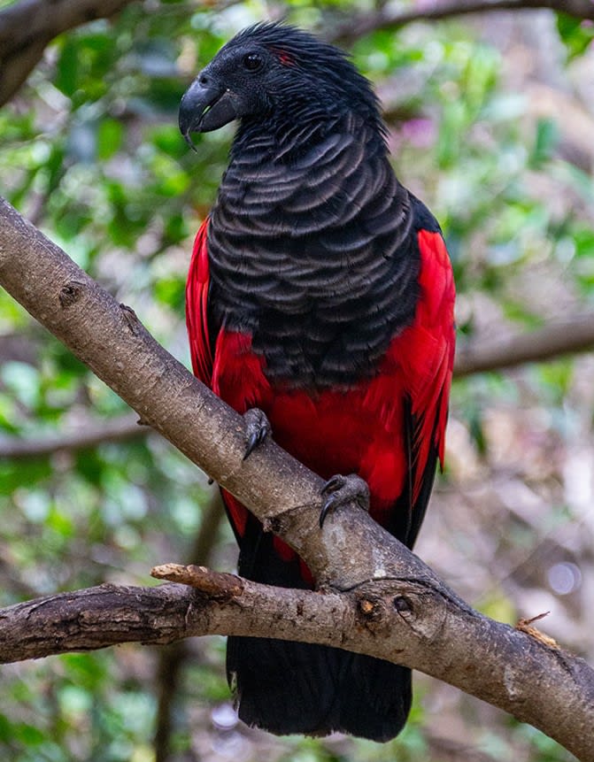 Dracula Parrots Exist And They Are Probably The Most Gothic Birds In The World