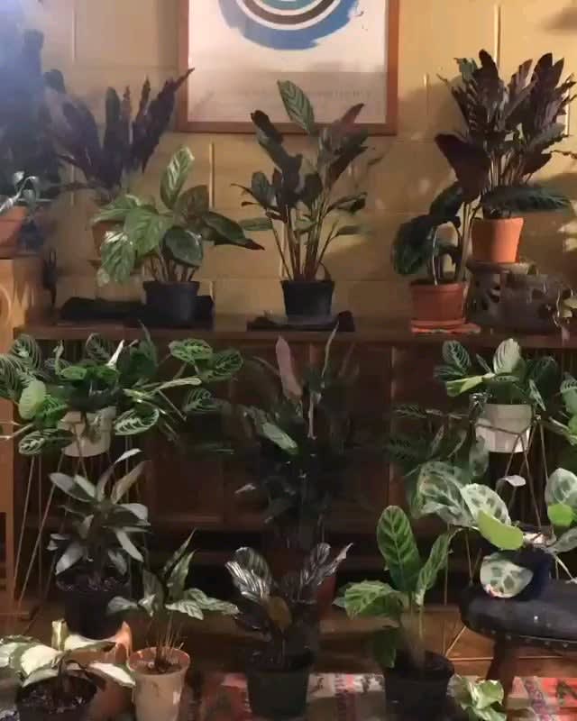 Plants breathing (3 day Time-lapse)