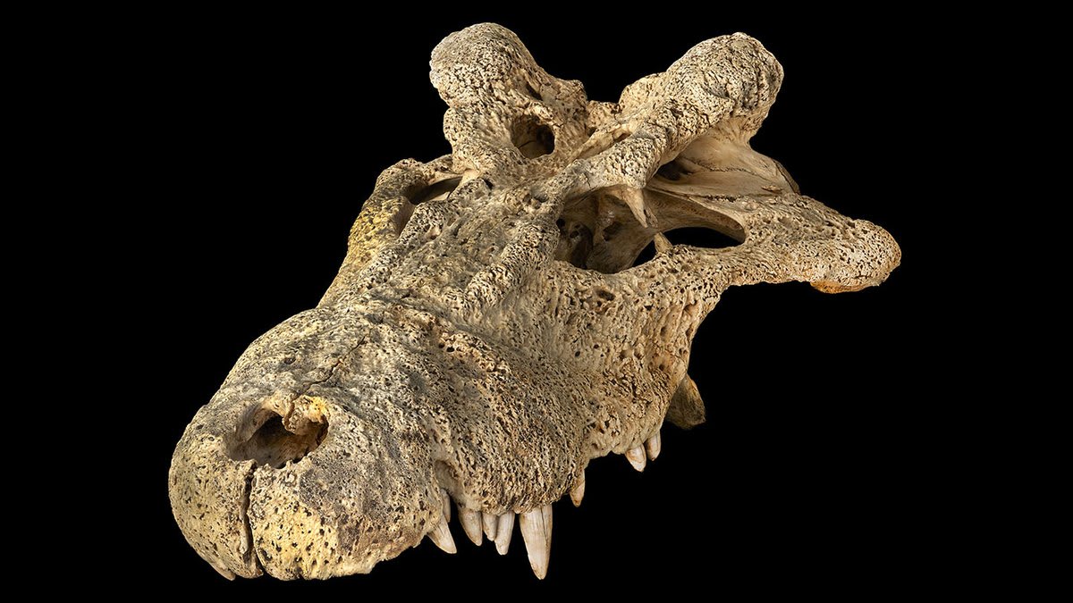 🚨NEW RESEARCH ALERT! A new study based on ancient DNA led by Museum scientists has resolved a long-standing controversy about an extinct “horned” crocodile that likely lived among humans in Madagascar.🐊 🔖Read about the findings in our latest blog post: