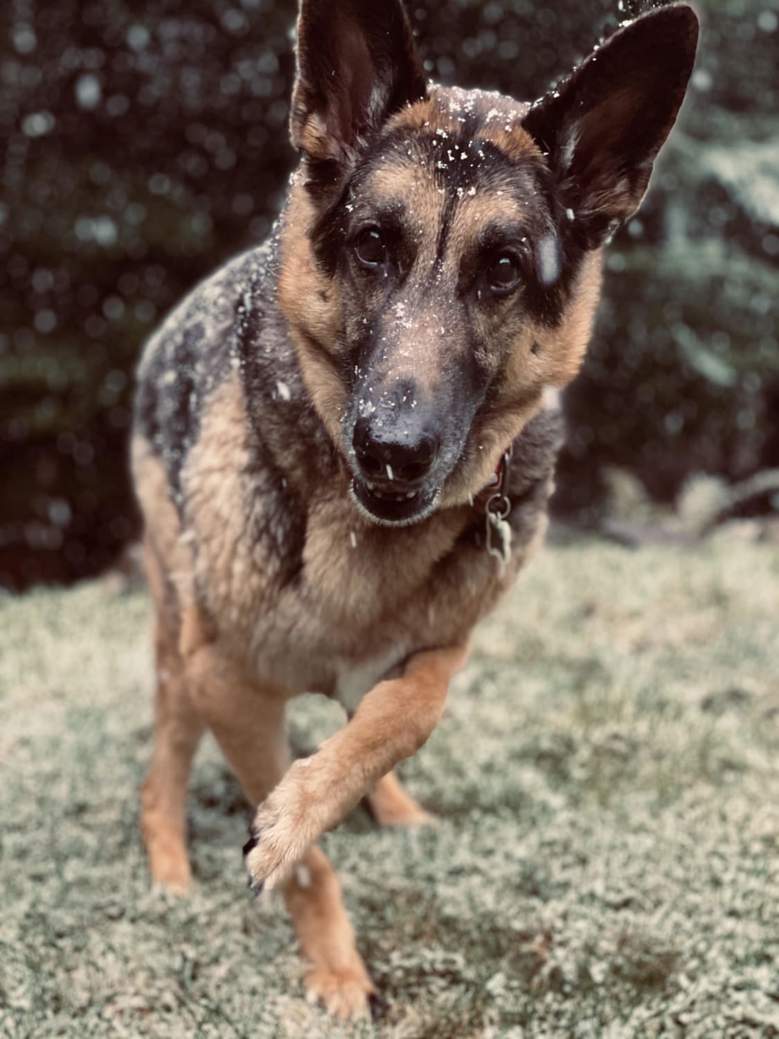 Shepherd happy to move to Washington’s cooler weather. First snowfall for her.