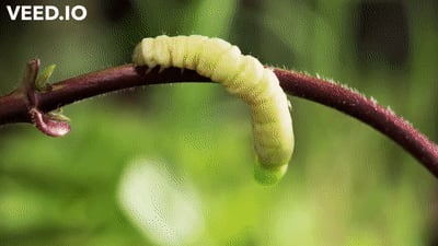 A single gene allow baculovirus to control the behavior and programmed liquefaction of caterpillar to rain down viral particles from treetops. Gif from Team Candiru.