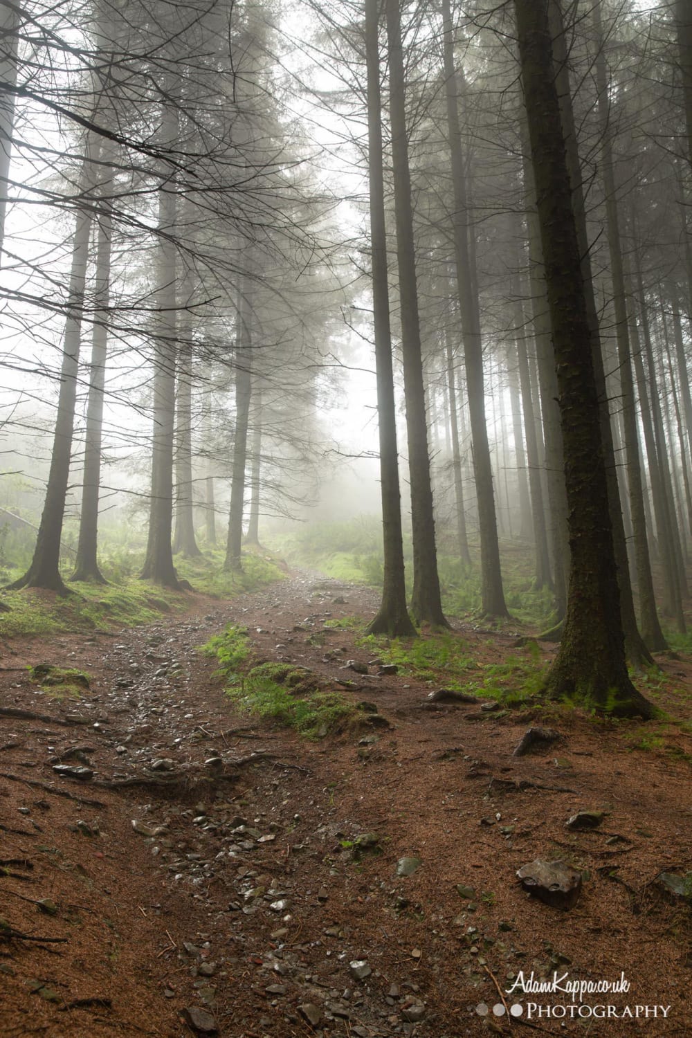 Walking through a mist-filled forest in the Lake District