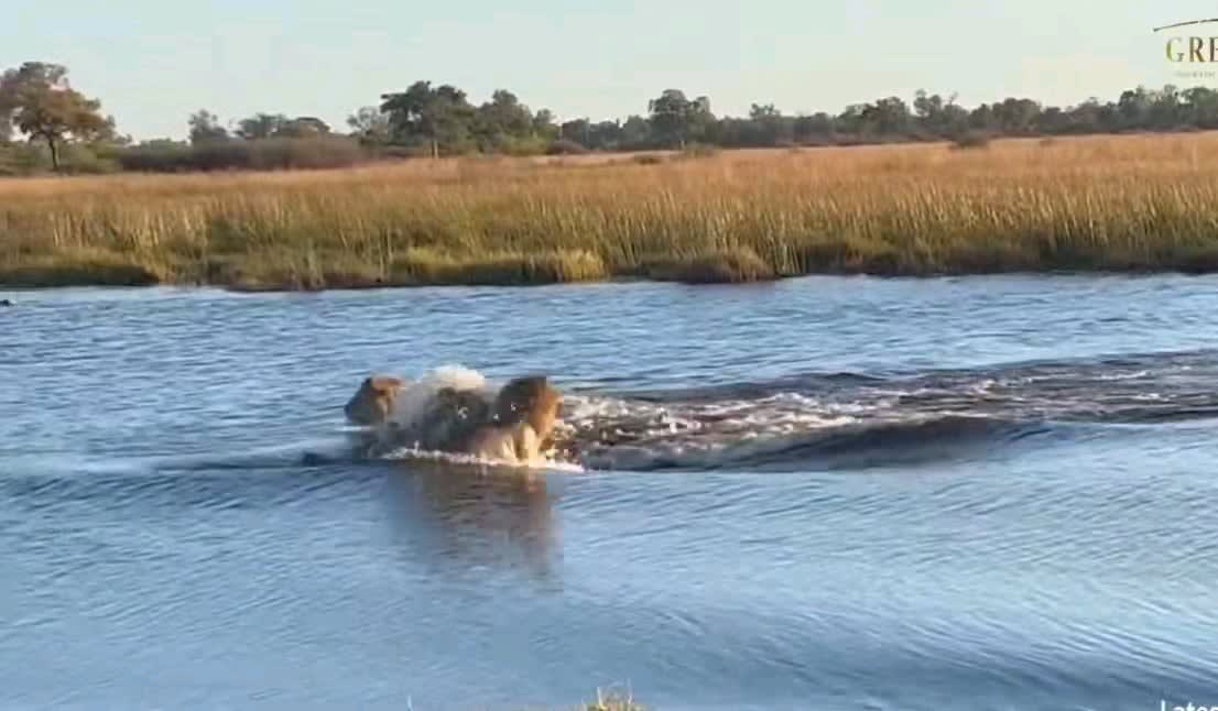 Стремление к защите и солидарность в животном мире