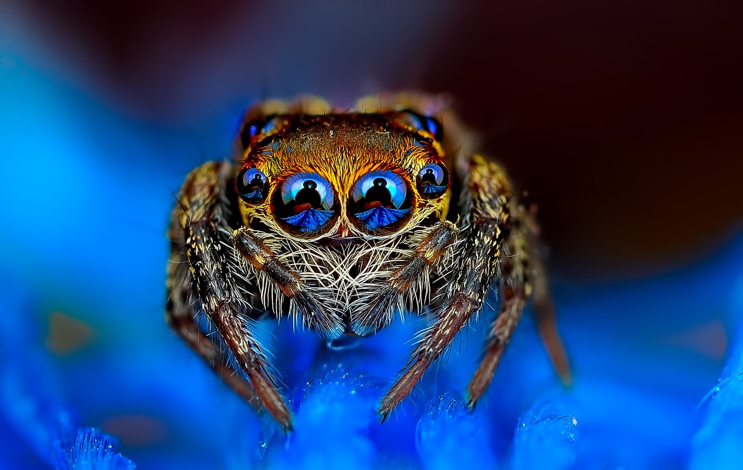 Spider's Eyes capturing the reflection of the Photographer