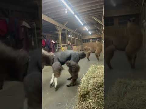 Excited Llamas Jump Around at Dinner Time - 1311080