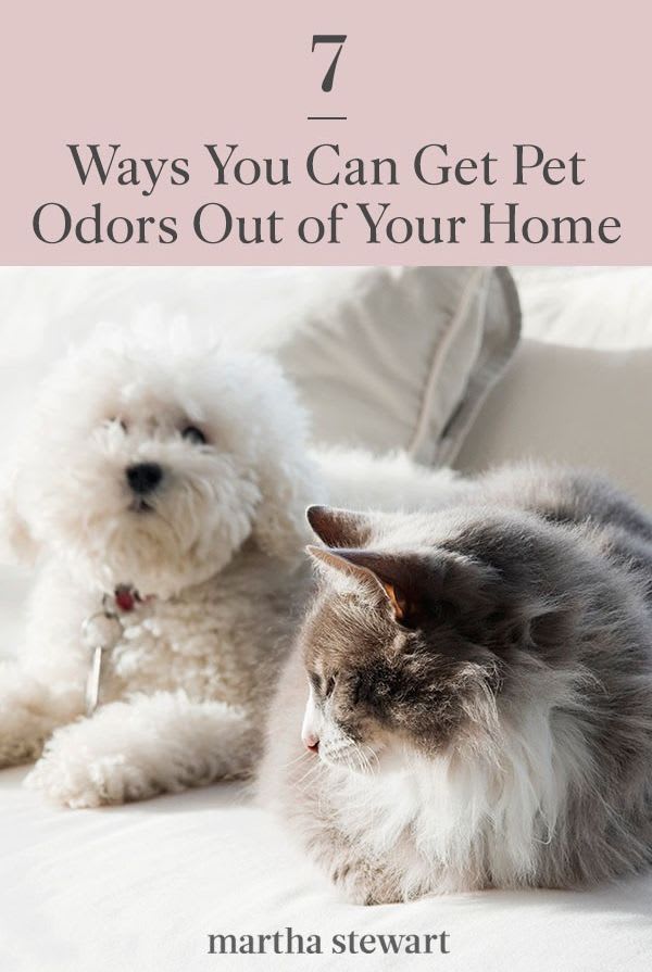 7 Ways You Can Get Pet Odors Out of Your Home