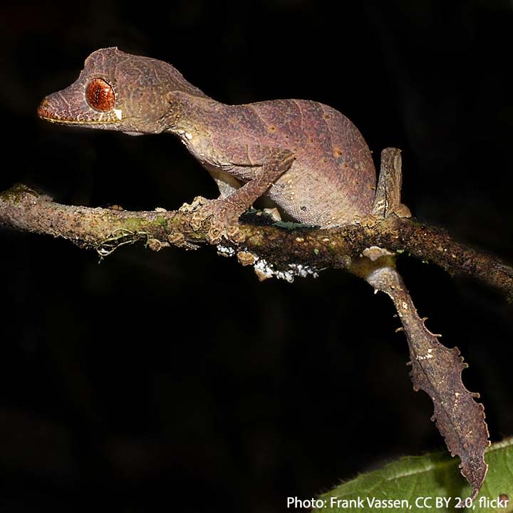 The satanic leaf-tailed gecko is a master of disguise that specializes in mimicking dry leaves. Its tail even looks like it’s rotting or has been chewed. If spotted by a foe, this Madagascar resident will drop the camouflage act & open its bright red mouth for a shocking display.