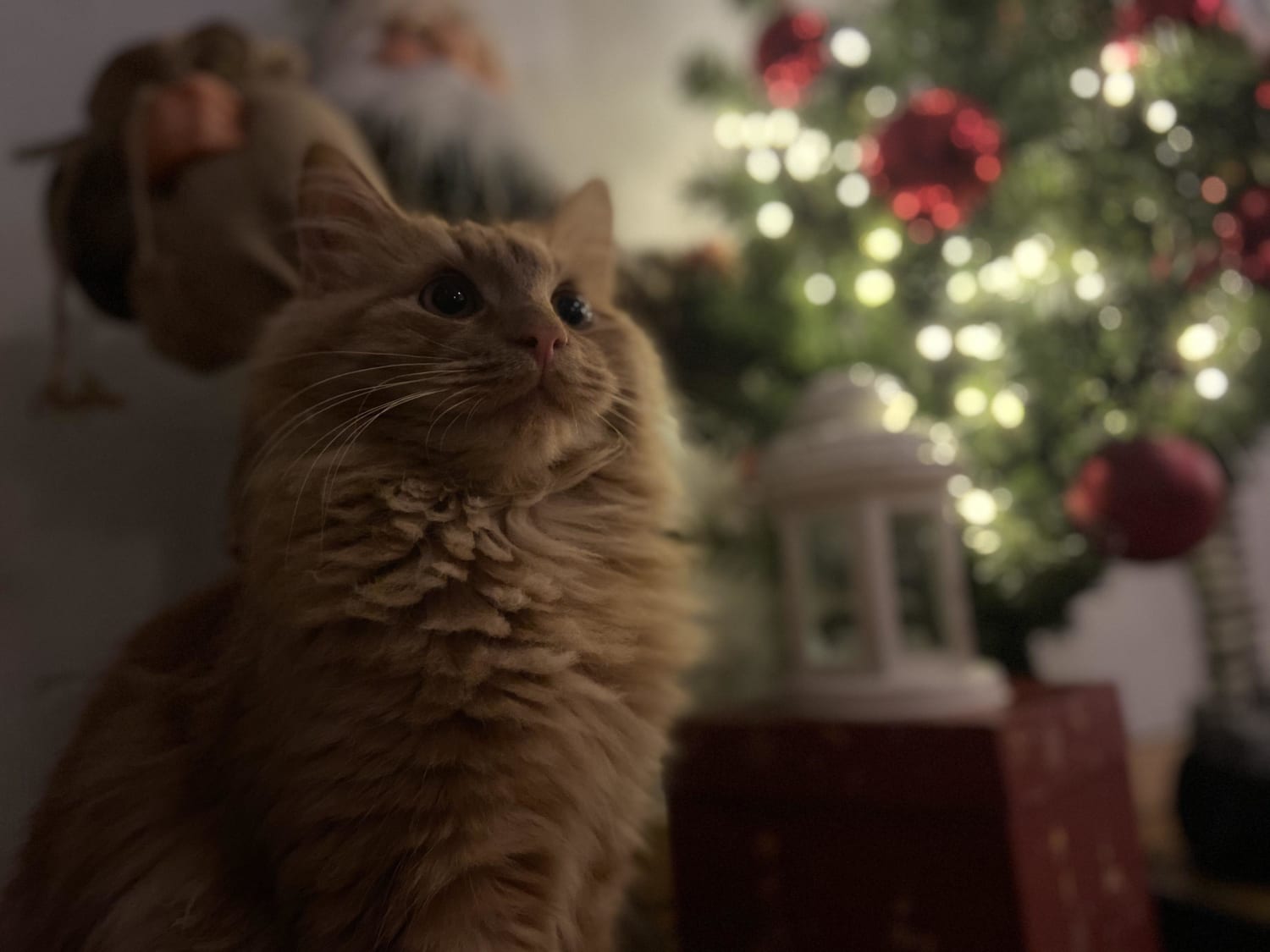I rescued Gary off the streets of Detroit 5 months ago, now he's in a loving family enjoying Christmas!