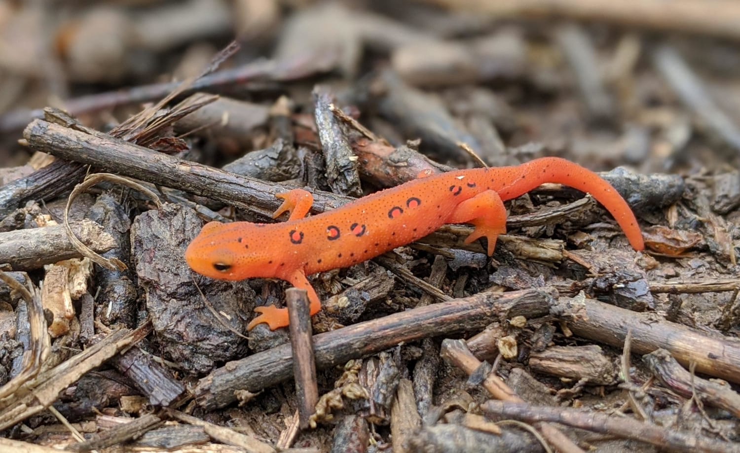 This red eft I found while hiking in the Blueridge Mnts looked like it was ready to start a forest fire